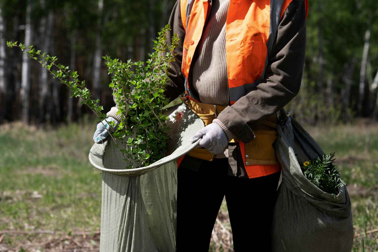 The Steps Involved in Our Tree Care Process in North Merritt Island, FL